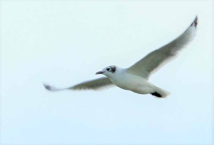 Franklin's Gull