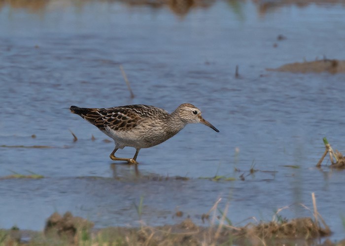Pectoral Sandpiper