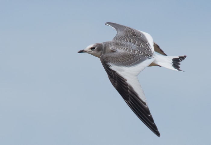 Sabine's Gull