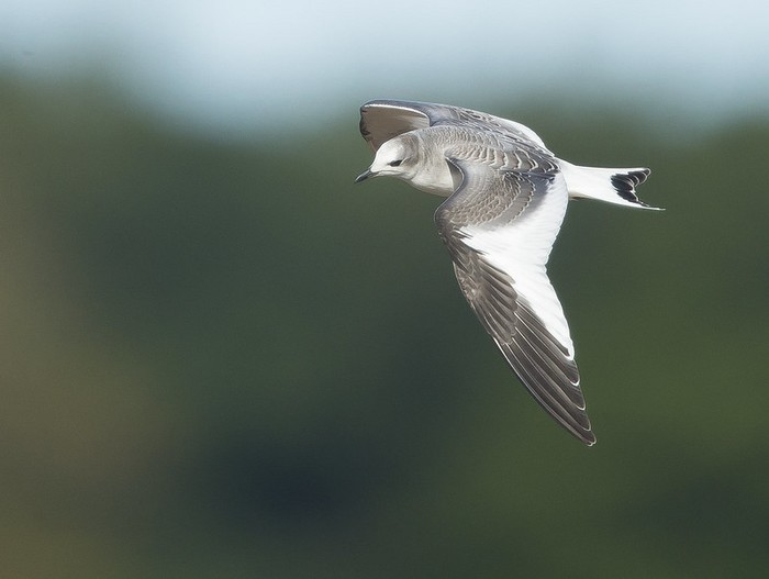Sabine's Gull