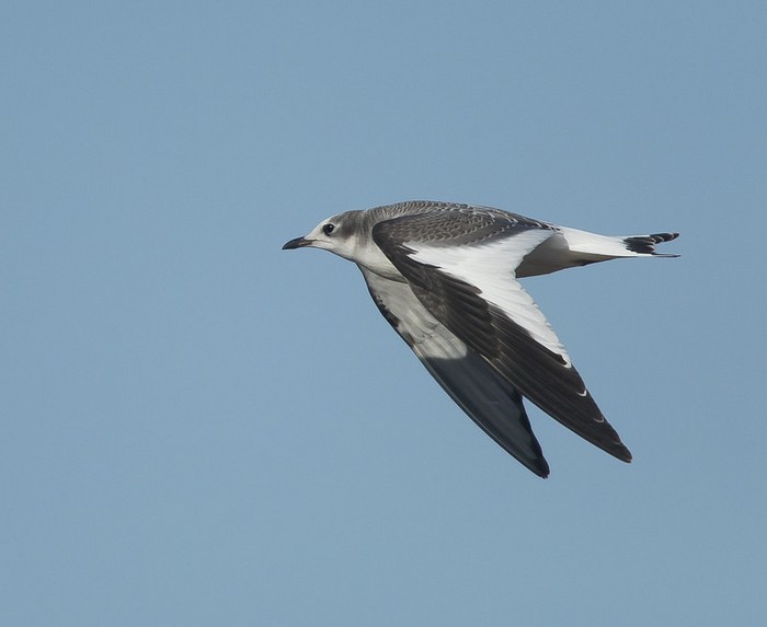 Sabine's Gull