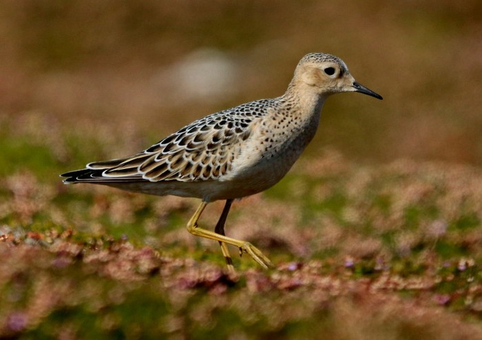 Buff-breasted Sandpiper