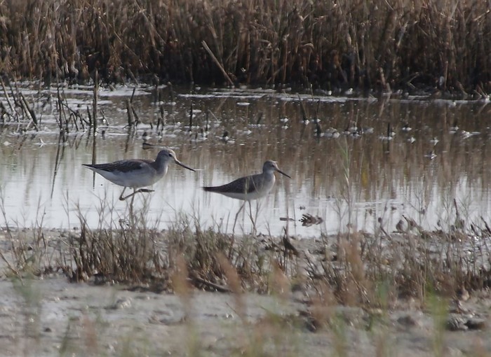 Lesser Yellowlegs