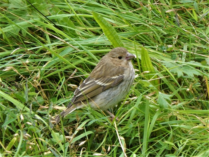 Common Rosefinch