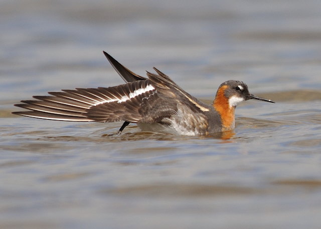 Red-necked Phalarope