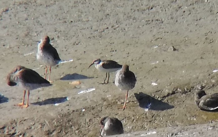 Curlew Sandpiper