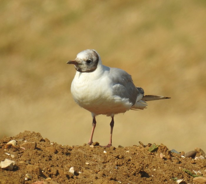 Black-headed Gull