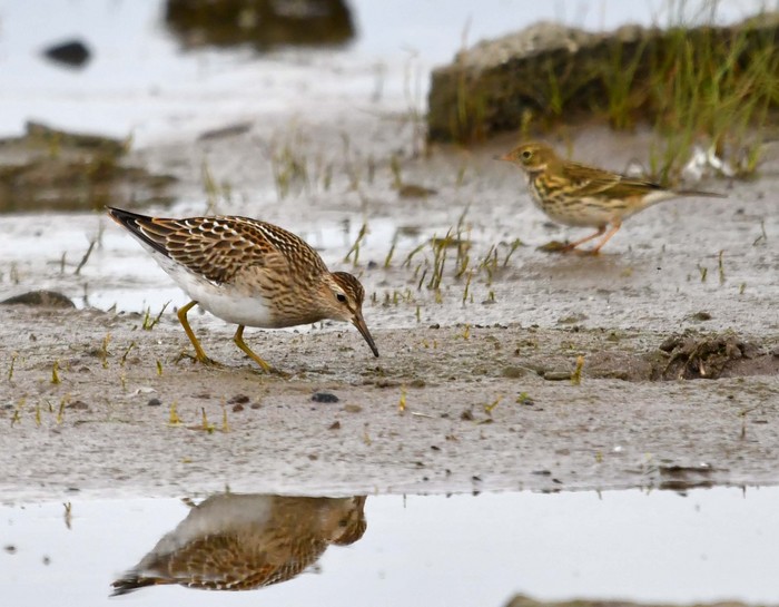 Pectoral Sandpiper