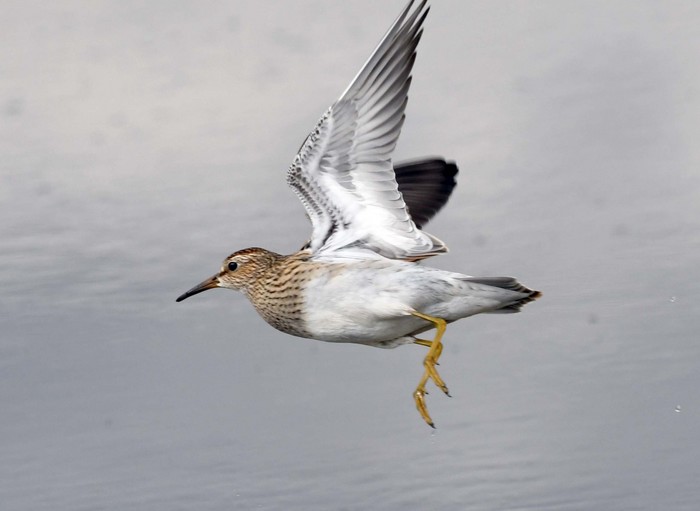 Pectoral Sandpiper