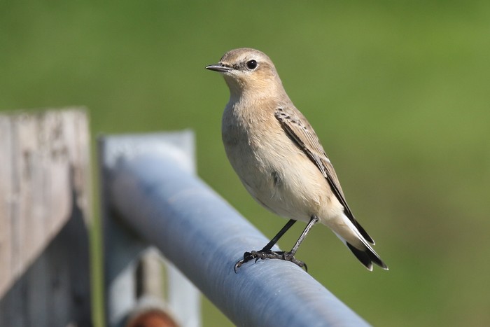 Wheatear