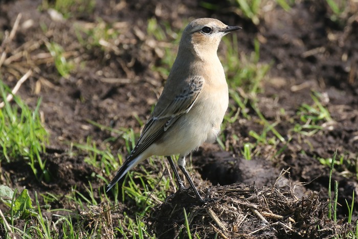 Wheatear