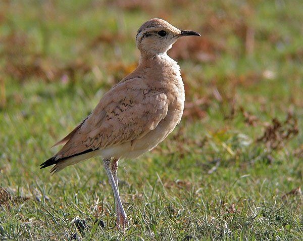 Cream-coloured Courser