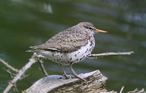 Spotted Sandpiper