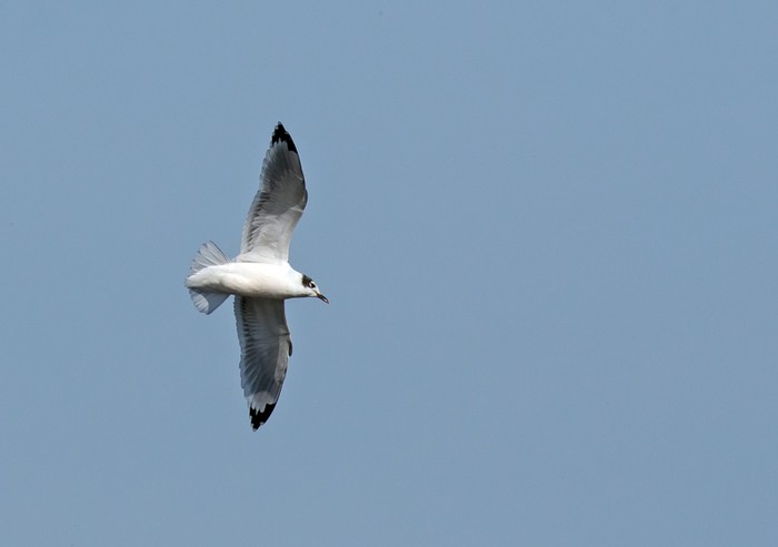 Franklin's Gull