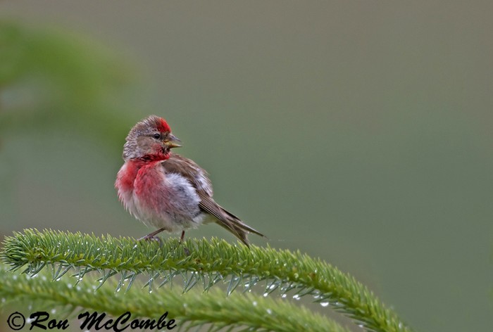 Lesser Redpoll