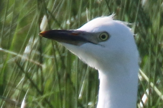 Cattle Egret