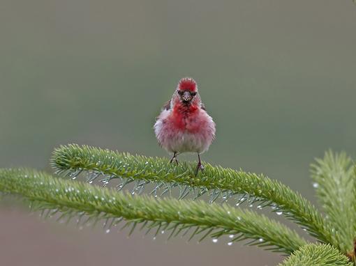 Lesser Redpoll