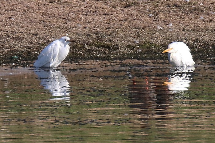 Cattle Egret