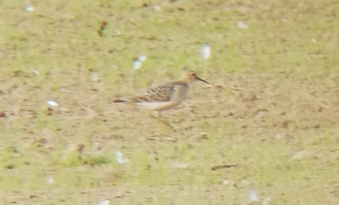 Buff-breasted Sandpiper