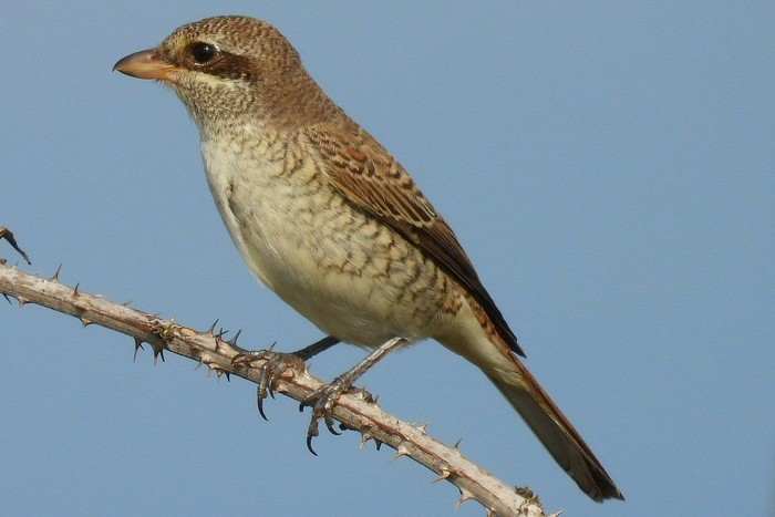 Red-backed Shrike