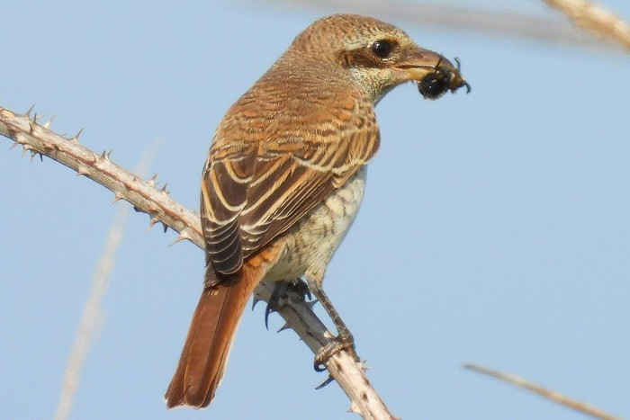 Red-backed Shrike