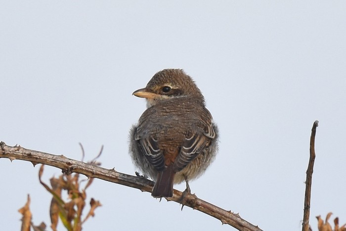 Red-backed Shrike