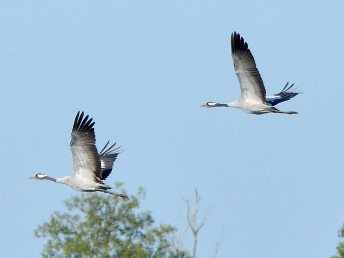 Common Crane