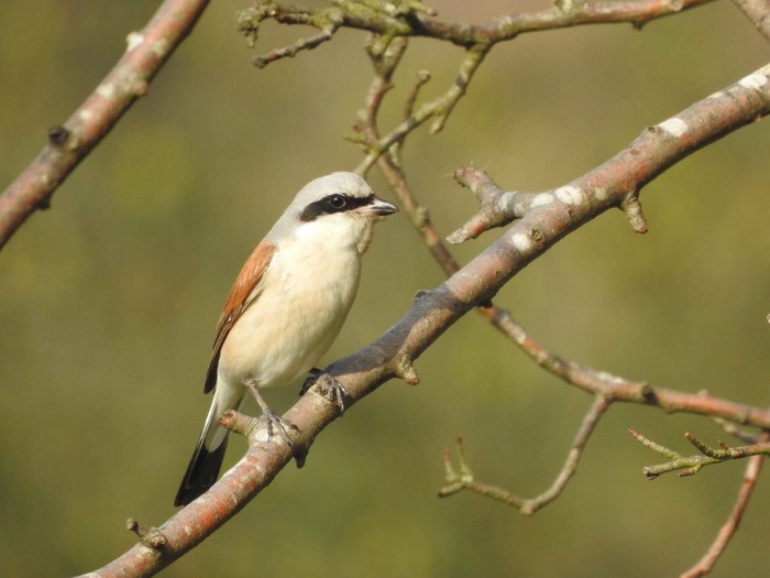Red-backed Shrike