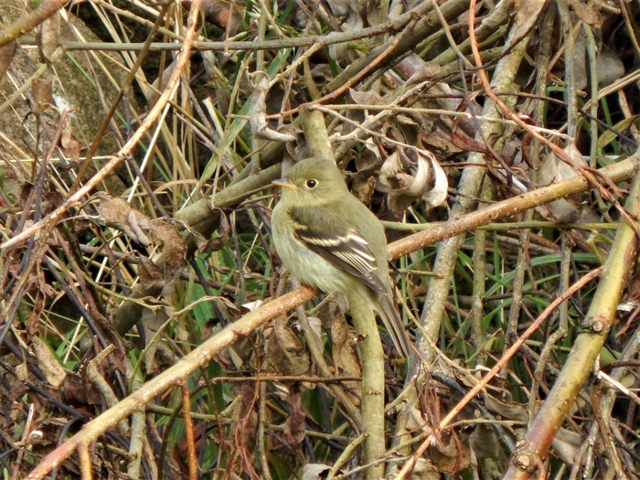 Yellow-bellied Flycatcher