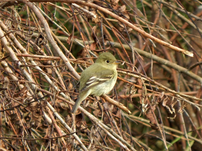 Yellow-bellied Flycatcher