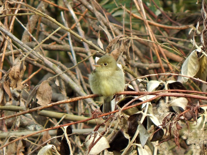 Yellow-bellied Flycatcher