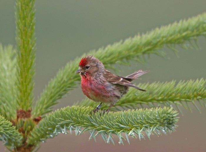 Lesser Redpoll