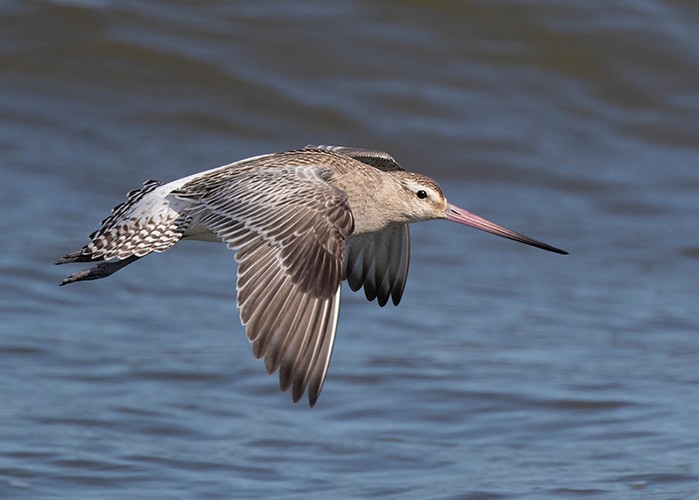 Bar-tailed Godwit
