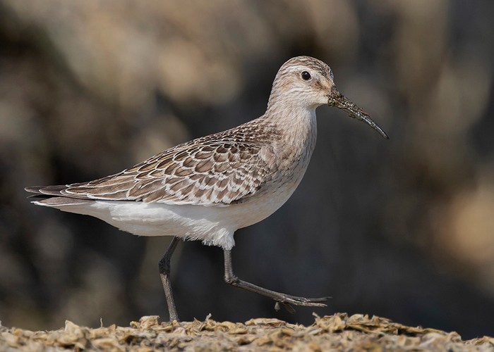 Curlew Sandpiper