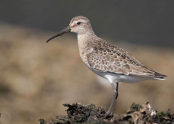 Curlew Sandpiper