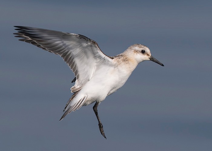 Sanderling