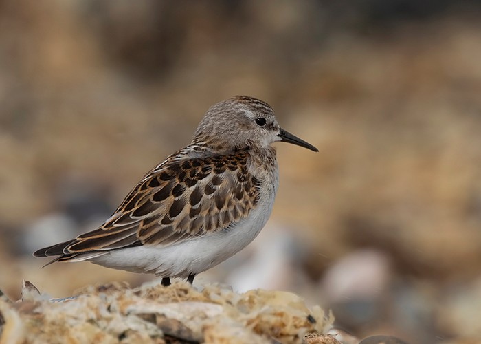 Little Stint