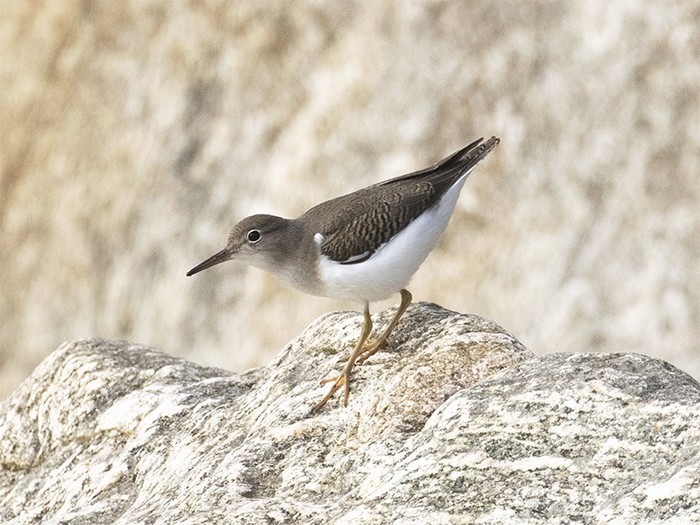 Spotted Sandpiper
