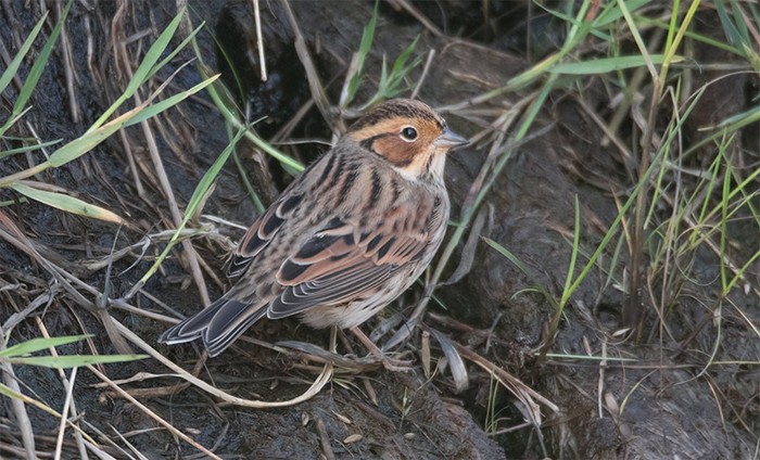Little Bunting