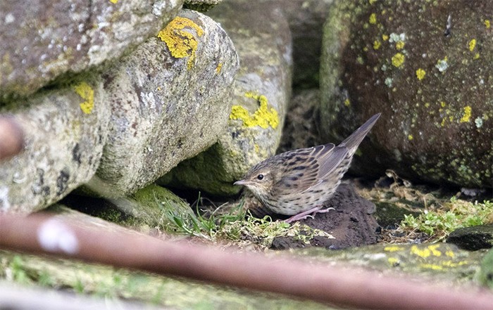 Lanceolated Warbler
