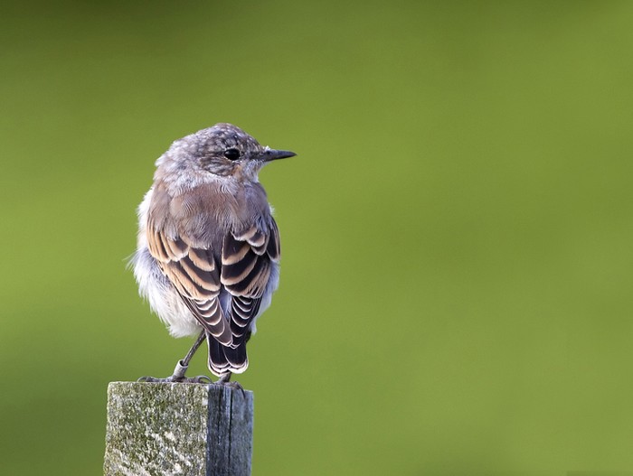 Wheatear