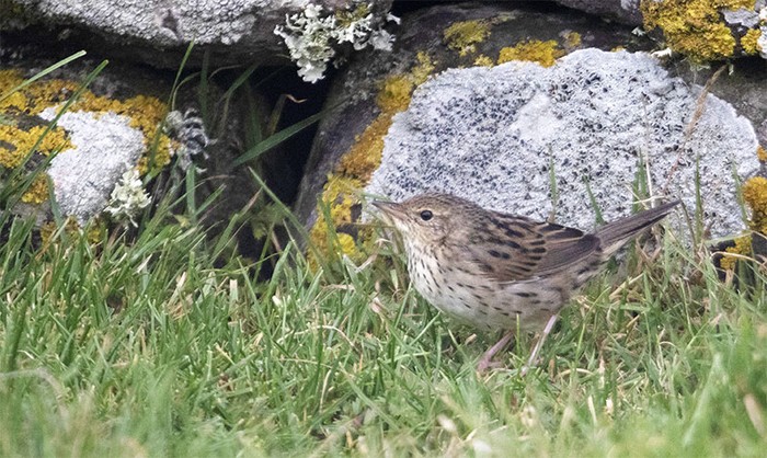 Lanceolated Warbler