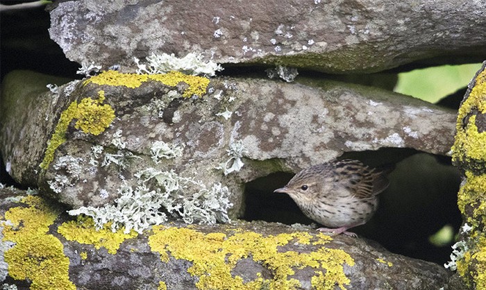 Lanceolated Warbler