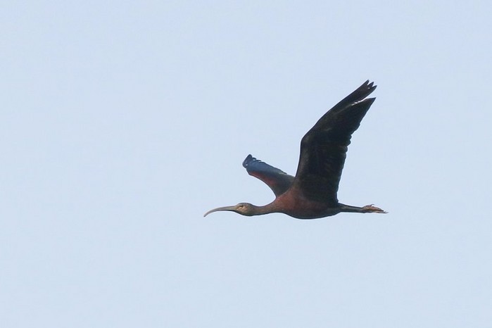 Glossy Ibis