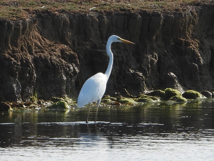 Great White Egret