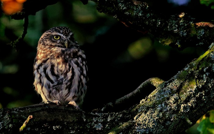 Little Owl