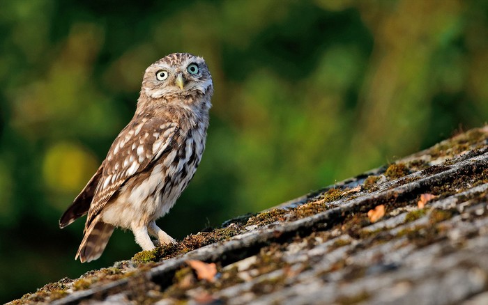 Little Owl