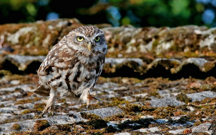 Little Owl