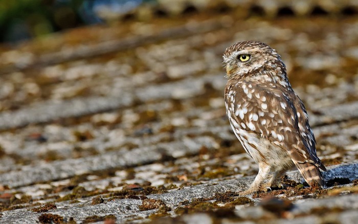 Little Owl