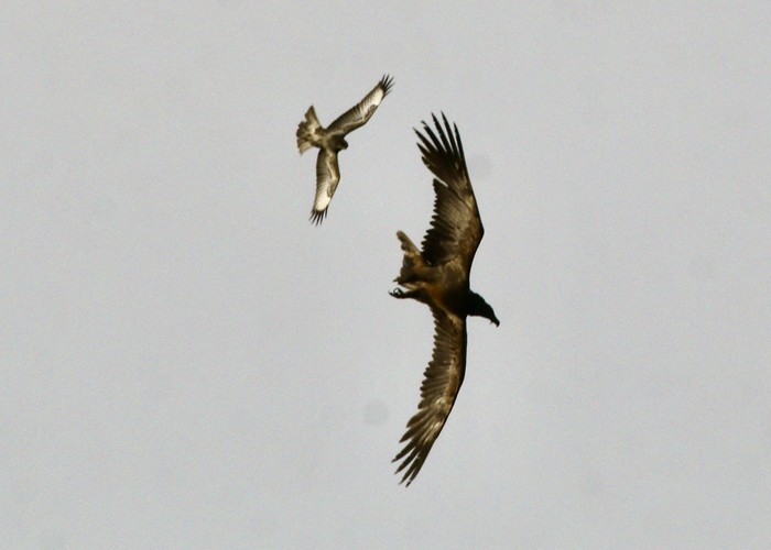 Lammergeier 